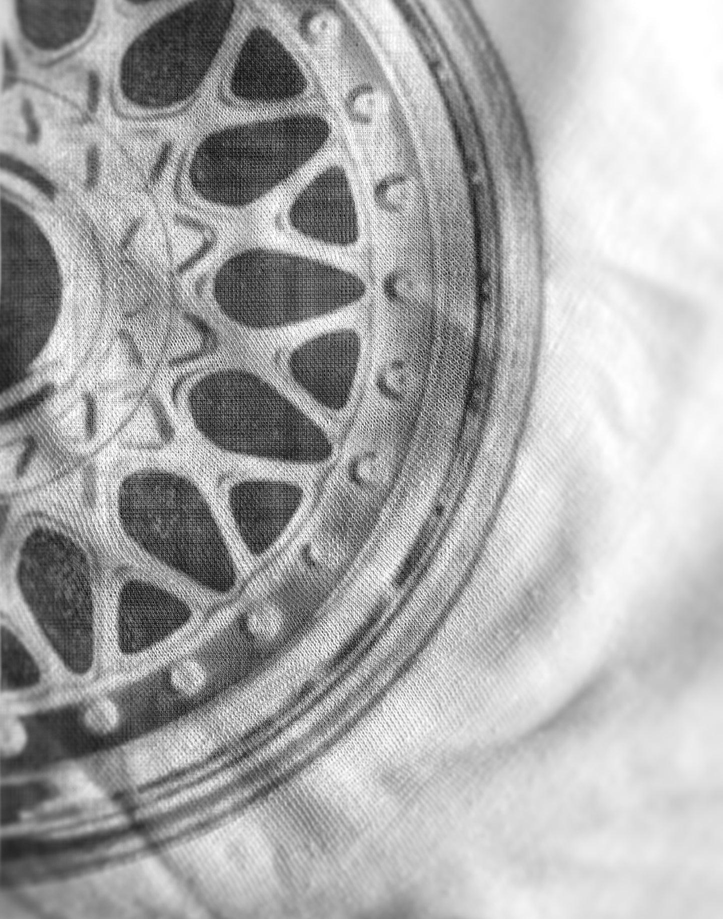 Split wheel T-shirt, white